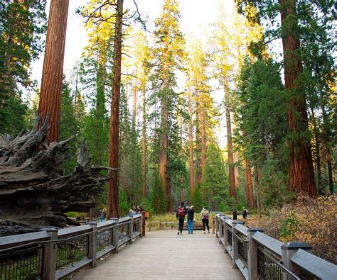 Mariposa grove öffnungszeiten  19, 2021 in Mariposa Grove, Yosemite National Park, including firs, pines and 15 giant sequoias