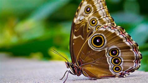 Mariposa marrom significado bom  As baratas são insetos indesejados por andarem em esgotos e lixos