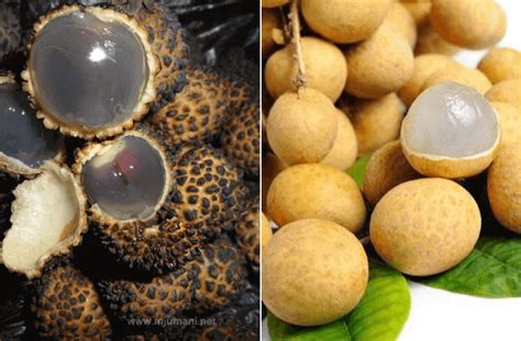 Mata kucing vs longan Buah mata kucing dengan buah longan memang hampir siiras