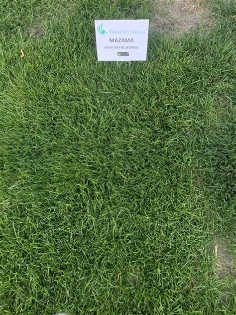 Mazama bluegrass  The best practice is to invest in a mix that features 10% Bluegrass and 90% Fescue
