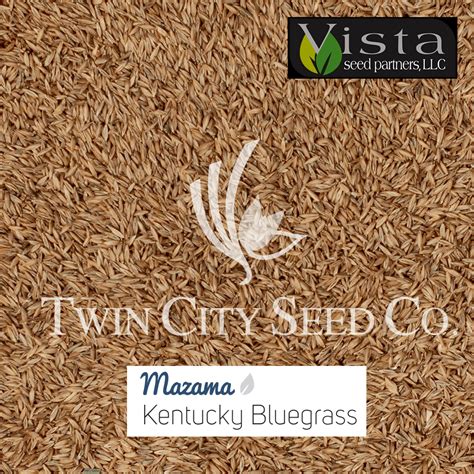 Mazama kentucky bluegrass  Size