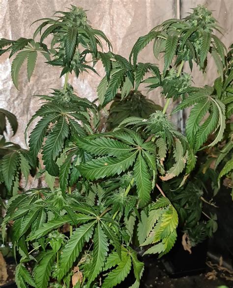 Mekong high strain  Mekong High Dutch Passion Sativa 75 / Indica 25 Origins: undisclosed Vietnamese / Laotian strains Flowering: 56-63 days Harvest: mid October Mekong High is a soaring retro sativa high that captures the glory of sativas of old