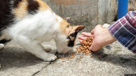 Memberi makan kucing sila ke  Aksi serupa juga ditekuni Razie dan Mita, sapaan akrab pasutri