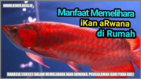 Memelihara ikan arwana menurut islam Baca Juga: Cara Budidaya Ikan Koi