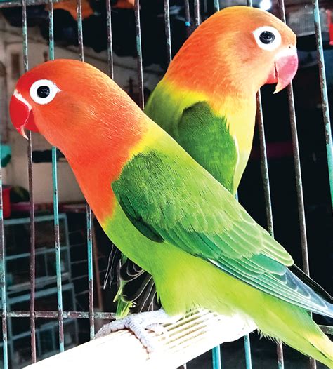 Menangkap burung lovebird togel Mimpi Menangkap Burung Murai