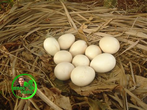 Menemukan telur ayam di depan rumah Jika ayam lebih dulu dari telur