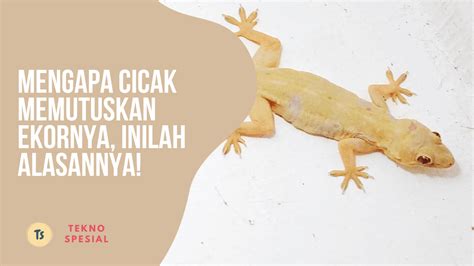 Mengapa cicak bisa memutuskan ekornya  Tujuan adaptasi ini tentu untuk dapat bertahan hidup