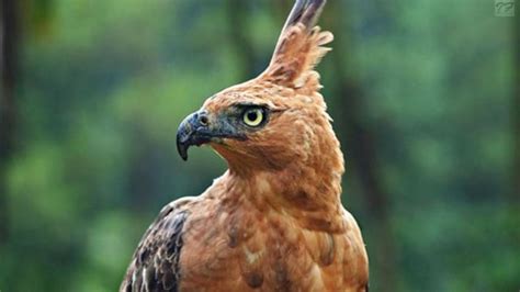 Mentahan kepala elang Burung bernama ilmiah Pithecophaga jefferyi ini termasuk salah satu elang terbesar di dunia