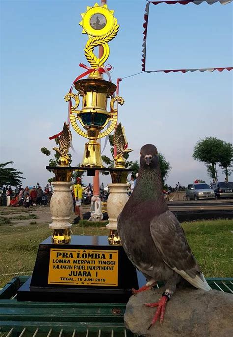 Merpati kolong termahal  14