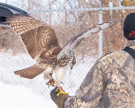 2024 Michigan Hawking Club Winter Field Meet