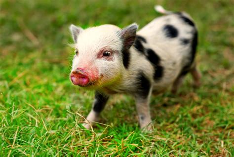 Micro pigs life span Mini pig health Mini pig life expectancy