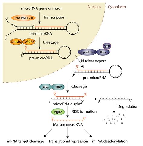 Micro rna  Several models have been proposed to explain the mechanism used by the miRNA-RISC complex to control mRNA fate