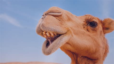 Milhar do camelo  Fotografias de uma vida