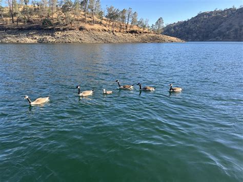 Millerton lake cabin rentals  20-26: If you’re looking for trout, Don Pedro, McSwain and New Melones are the places to be