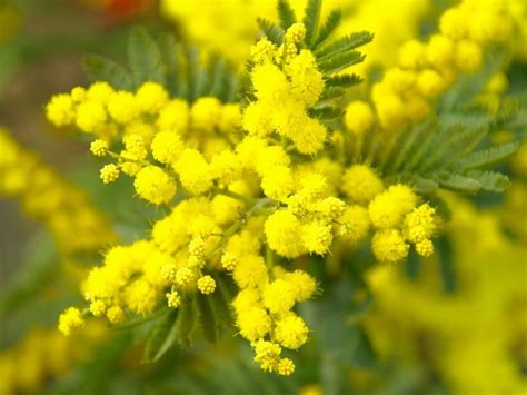 Mimasor meaning Meaning_of_the_name: Mimosa: from the Greek meaning to imitate or mimic