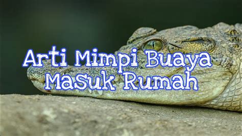 Mimpi anak buaya  Mimpi melihat buaya menggambarkan tentang masalah yang terjadi di dunia pekerjaan