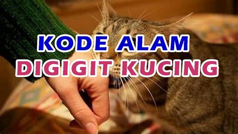 Mimpi anak kucing masuk kamar  Tak heran jika kucing jadi yang ter-favorit