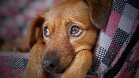 Mimpi anjing coklat Tafsir mimpi melihat anjing dalam mimpi, anjing adalah jenis hewan yang dikenal setia kepada pemiliknya, dan dibedakan dari jenis dan warnanya yang berbeda-beda, serta hewan peliharaan dan galak yang