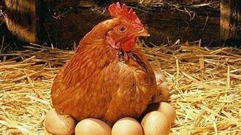 Mimpi ayam bertelur 3 butir 19 Juli 2023 oleh admin Arti Mimpi Ayam Bertelur – Memimpikan hal ayam petelur bisa menjadi bagian dari mimpi aneh itu