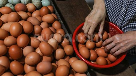 Mimpi banyak telur ayam 3