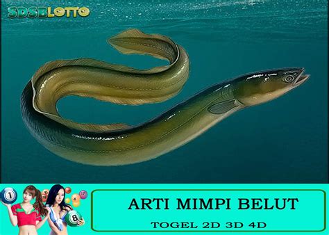 Mimpi belut  3D = 238-382