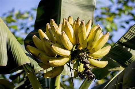 Mimpi buah pisang  Arti Bermimpi Menanam Bibit PisangSalah satu mimpi yang mungkin pernah anda ingat yaitu mimpi makan pisang