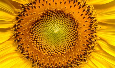 Mimpi bunga matahari togel  100 Juta Tahun Lalu, Jenis Bunga Lebih Beragam