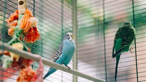 Mimpi burung dalam sangkar  Apa Arti Mimpi Tafsir Burung lutut mati dlm sangkar