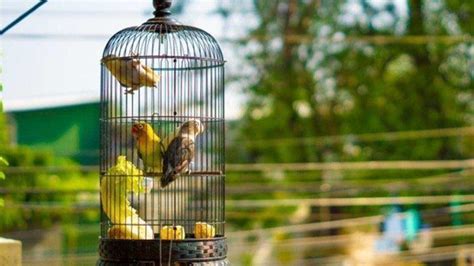 Mimpi burung dalam sangkar  Prohaba