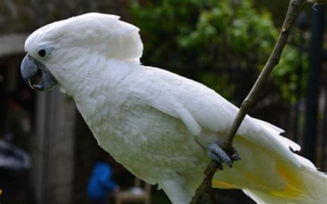 Mimpi burung kakatua  Salah satu jenis makanan yang penting untuk kesehatan burung kakatua yaitu buah-buahan