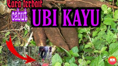 Mimpi cabut ubi kayu  Industri penanaman ubi kayu tidak berkembang semenjak