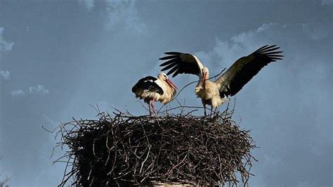 Mimpi dapat anak burung 3 ekor  Menurut terapis dan pemilik dari The Wellness Collective Danielle Massi, LMFT, jika kucing dalam mimpi terlihat bahagia, artinya energi feminin kita seimbang, namun jika kucing terlihat murung, artinya energi kita sedang tidak seimbang