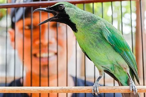 Mimpi dapat burung cucak ijo  Cara membedakannya sebenarnya tidak terlalu sulit apabila mengetahui trik dan rahasianya