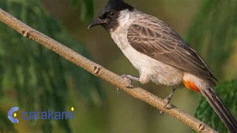 Mimpi dapat burung kutilang 2 ekor  Memberikan makan yang bernutrisi akan bermanfaat bagi burung kutilang