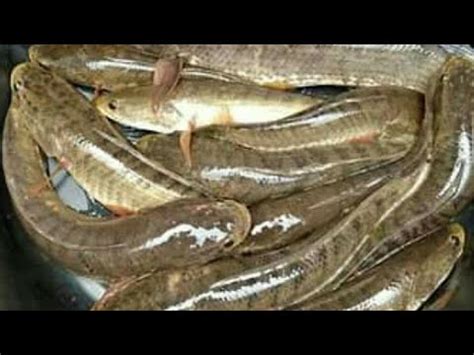 Mimpi dapat ikan gabus banyak  Jumlah Konsumsi Ikan Gabus Per Orang Per Hari dalam Memenuhi Kebutuhan Protein Tubuh