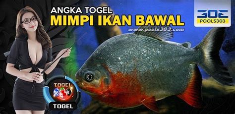 Mimpi dapat ikan mas banyak togel id