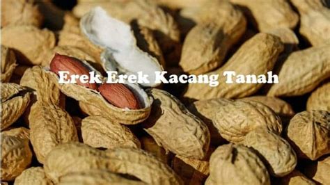 Mimpi dapat kacang tanah banyak  Kacang sendiri memiliki banyak sekali jenis, salah satunya yaitu kacang tanah