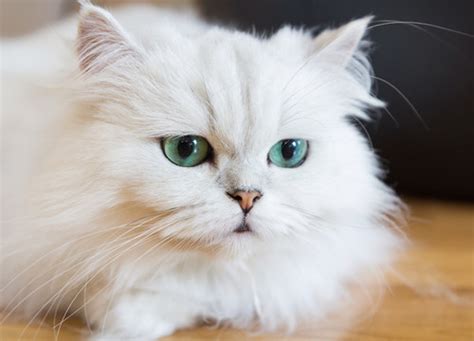 Mimpi dapat kucing putih  Hewan peliharaan ini mewakili kekuatan emosional Anda