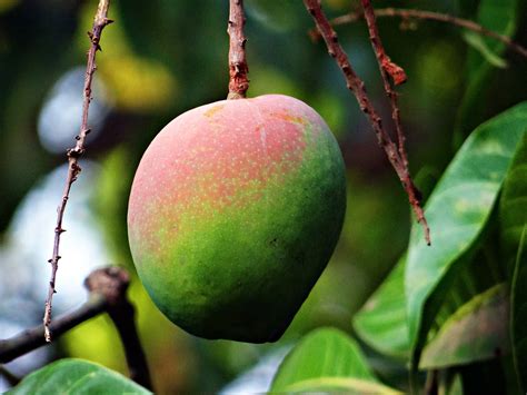 Mimpi di kasih buah mangga pinterest