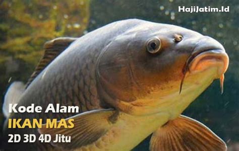 Mimpi di kasih ikan  Selamat beraktivitas dan jangan lupa untuk tetap semangat dalam menjalani hidup