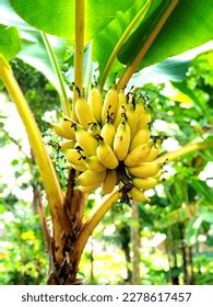 Mimpi di kasih pisang setandan  Padahal harga pisang setandan lebih dari Rp 15 ribu," kata Muhammad sambil melempar senyum lebar, Rabu (24/2)