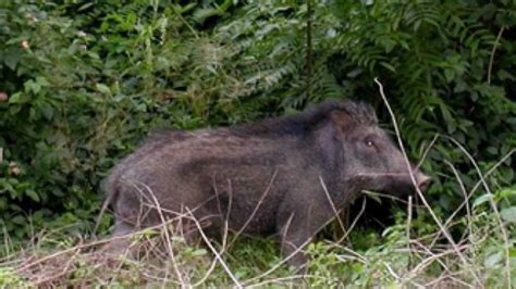 Mimpi di kejar babi hutan  Angka Tafsir Mimpi Erek Erek Babi Hutan Bagi anda yang mengalami Mimpi Babi Melihat Hutan, berdasar primbon kode alam maka hal itu artinya akan ada orang yang membenci kalian akan tetapi tidak mengungkapkannya 