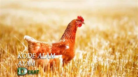 Mimpi diberi daging ayam mentah Daftar Isi : 22 Arti Mimpi Tentang Ayam