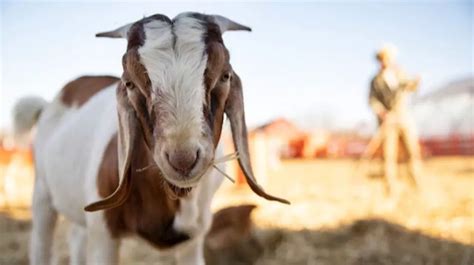 Mimpi diberi kepala kambing 12 Arti Mimpi Kambing yang Membawa Kabar Baik