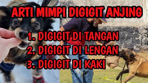 Mimpi digigit buaya di kaki kanan  No: Judul mimpi: Arti Mimpi: 1: Arti mimpi suami digigit ular hitam