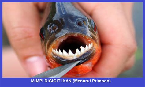 Mimpi digigit ikan  Akan tetapi, rupanya ada makna di balik mimpi yang berhubungan dengan ikan, lho