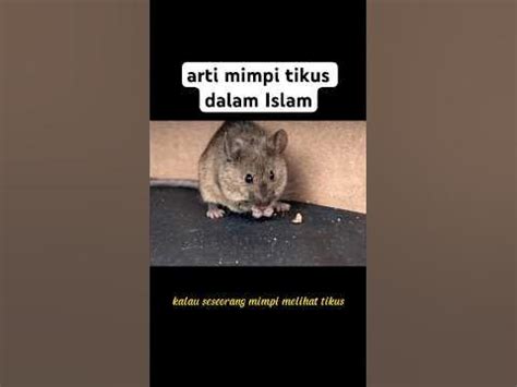 Mimpi digigit tikus dalam islam  Nah, daripada penasaran, simak arti mimpi tentang tikus: