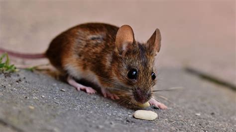 Mimpi digigit tikus dalam islam Ternyata Ini Makna Mimpi Tentang Tikus