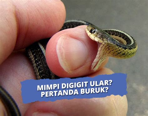 Mimpi digigit ular di paha kiri TRIBUNNEWSBOGOR