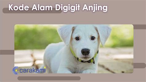 Mimpi digonggong anjing  Dalam kesempatan kali ini akan kami berikan tafsiran mimpi yang berhubungan dengan binatang